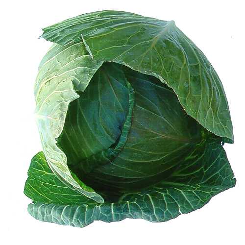 капуста.jpg
