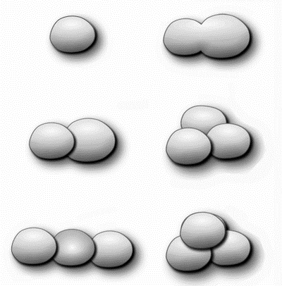 разделка дрожжевого теста.png